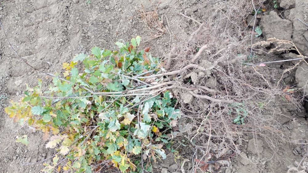 Puieți salcâm frasin fag carpen ulm plop mesteacăn brad molid Tei arin