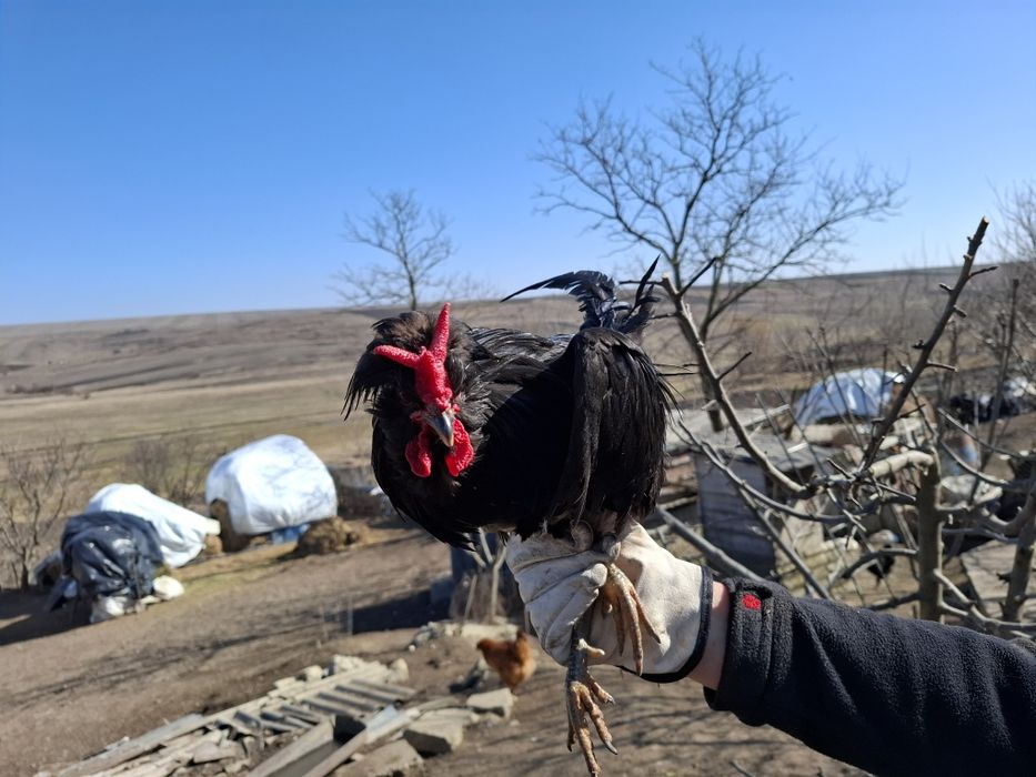 Cocos de vanzare la fleche