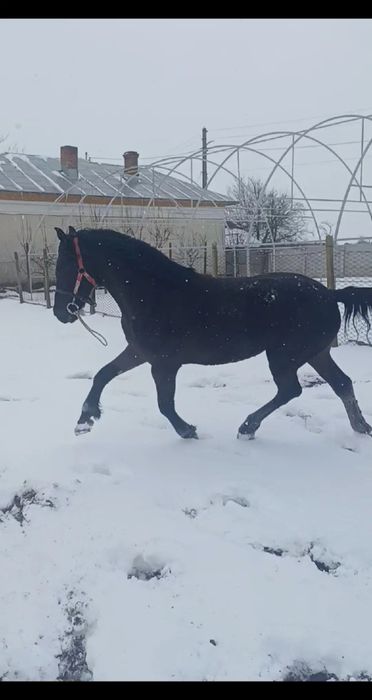 Vând cârlan metis de frizian!