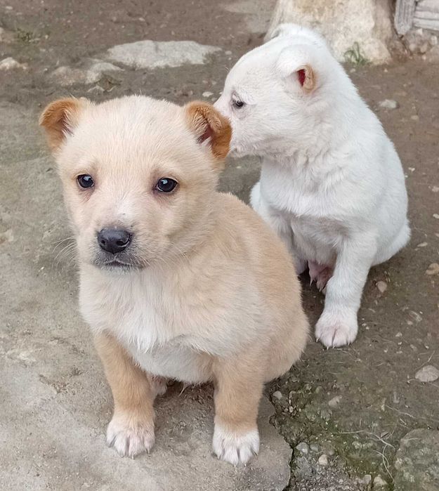 Кученца за подаряване.