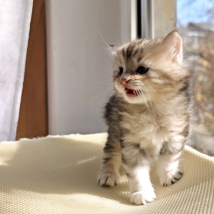 Котик Курильский бобтейл