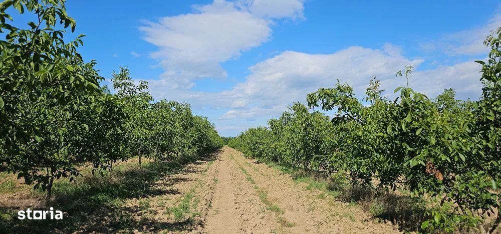 Plantatie de nuci pe rod, 14 ha, 2.000 pomi, zona Bucov