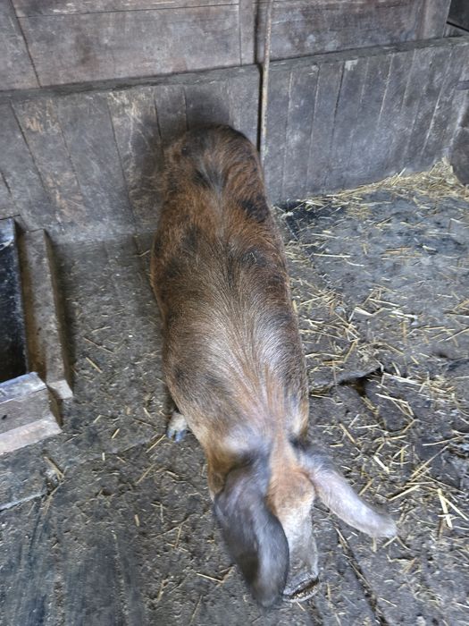 Vând capre Alpina Franceza