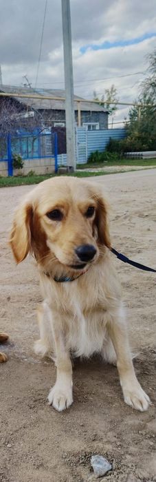 Пропала Собака, Гера