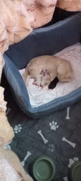 Щенки чихуахуа для резервирования.