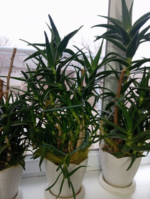 Продаётся алоэ Шымкент қаласы