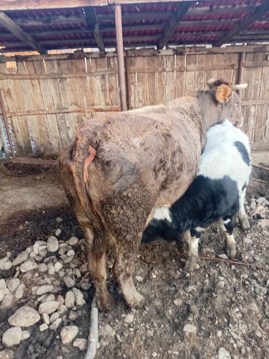 Vând vaca cu vițel