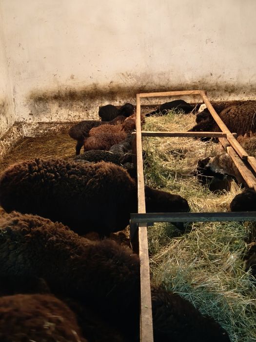 Қозылы қой, саулық