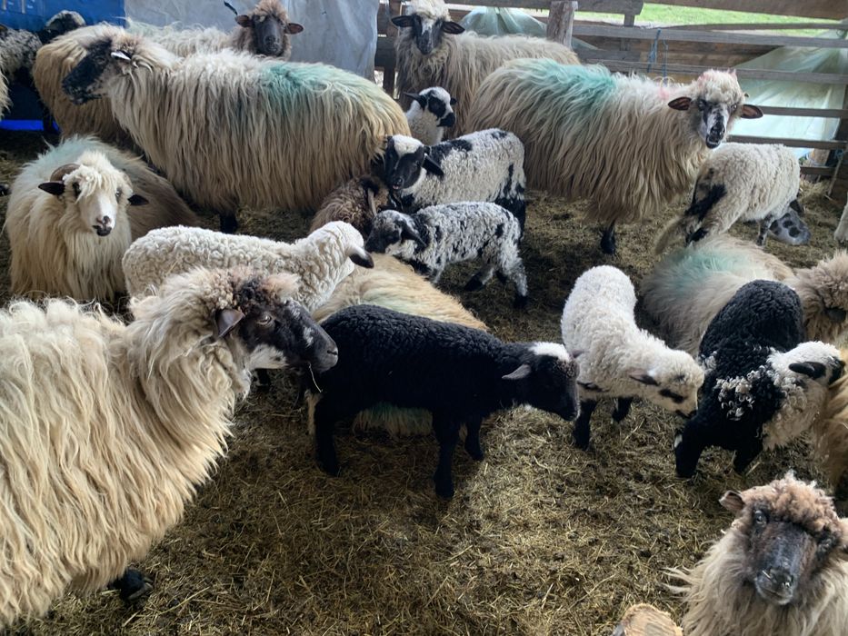 Oi țurcane de vânzare cu miei