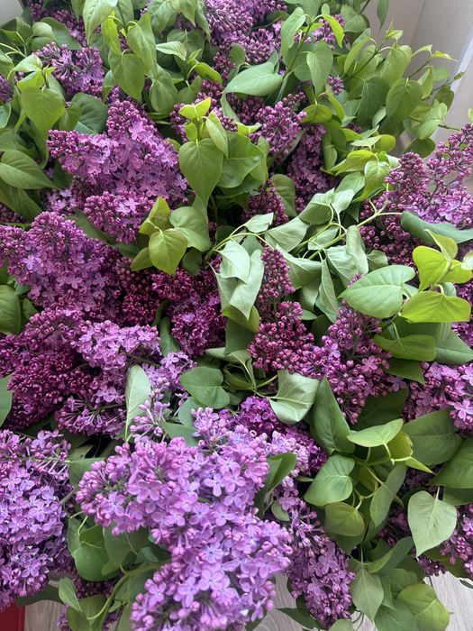 Продам кравивую  сирень