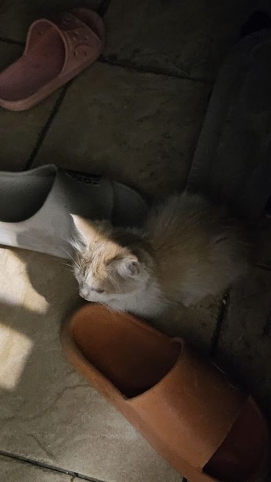 Котят отдам в хорошие руки
