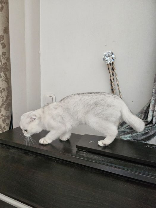 Кошка Шотландская вислоухая