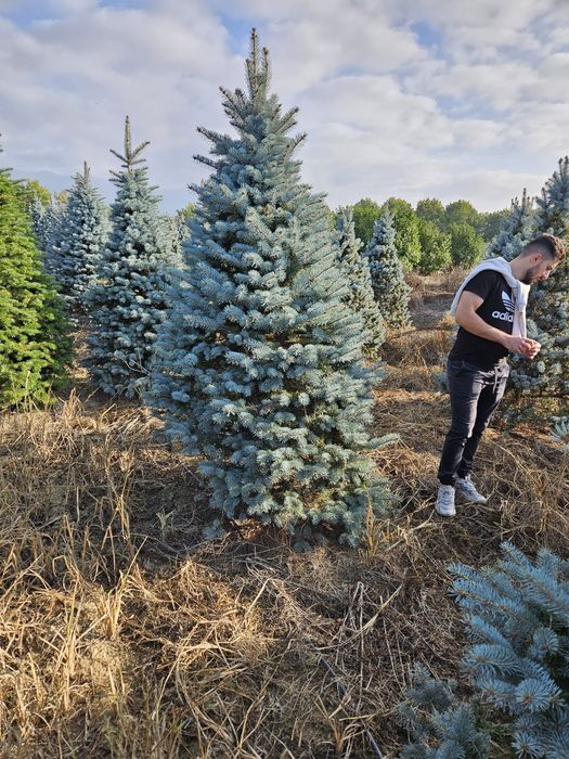 Brazi argintii și normandiana de cea mai buna calitate