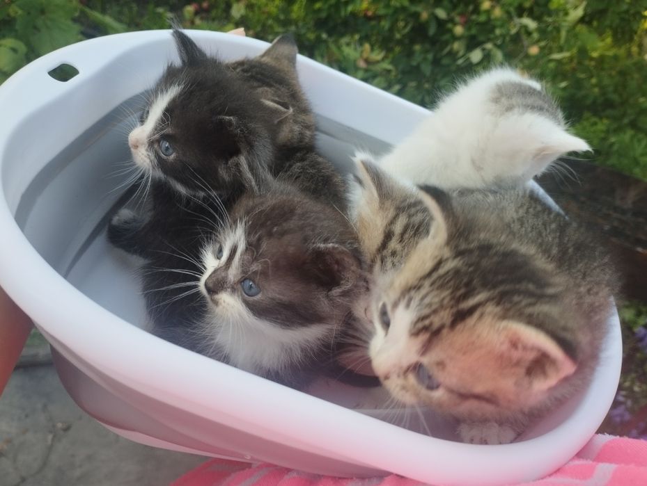 Отдам котят(девочки) в добрые руки