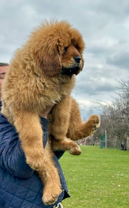 Femela mastiff tibetan