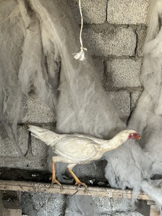 дакан курочка продам