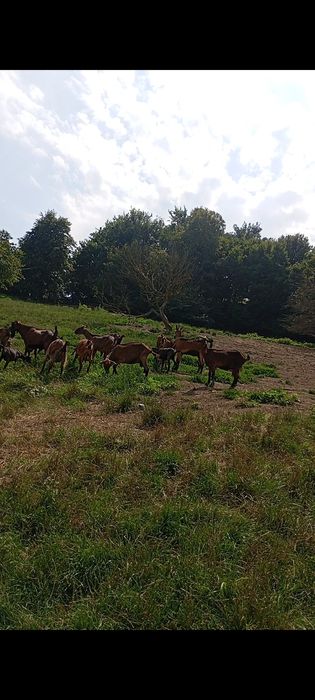 Vând 19 capre ,3iedute și un țap.Toate le vând la grămadă. 800 lei buc