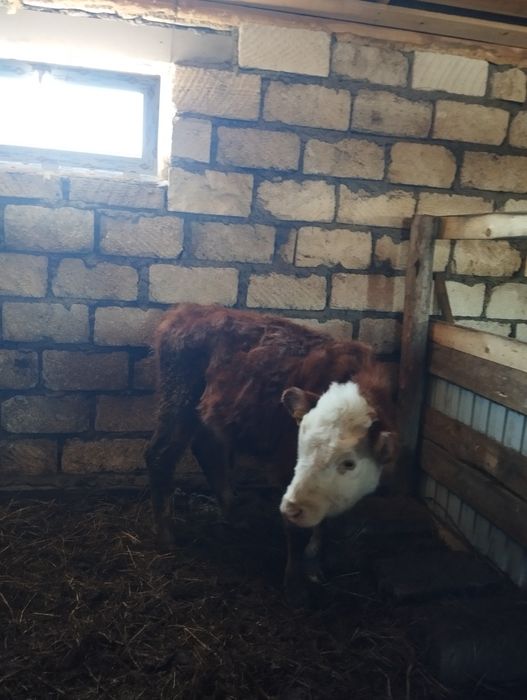 Ургашы баспак сатылады