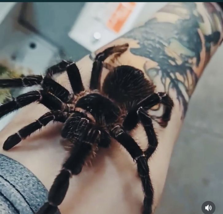 Организация Тимбилдингов