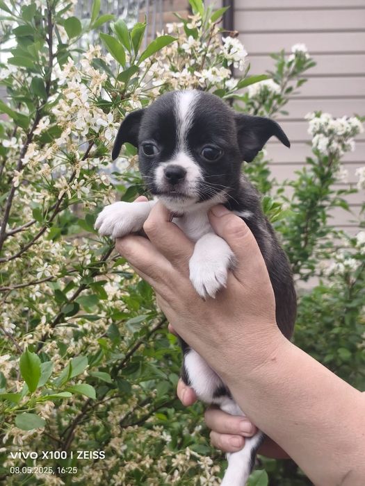 Продам щенка чихуахуа