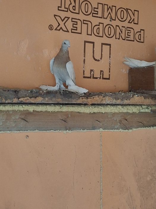 Продам голубей бойных