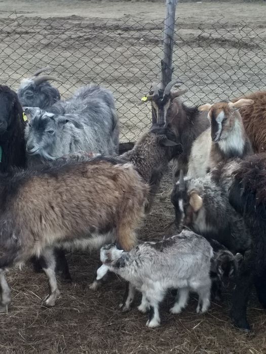 Ешки. Козы. Ягнята