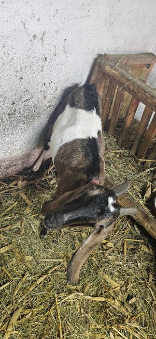 Capra anglo-nubian  a2a fatare cu iadă si ied