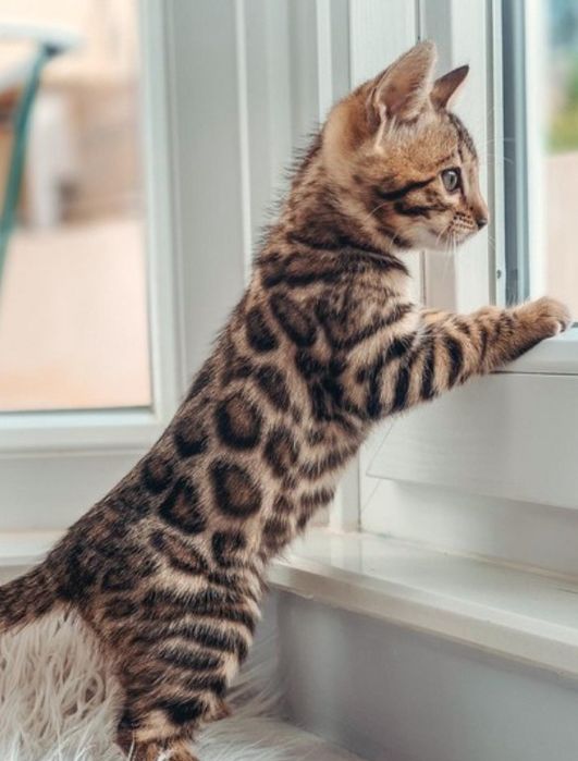 Продам шикарных котят бенгалов. От шикарной пары