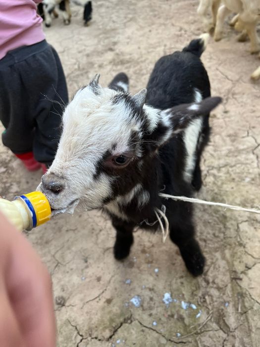 Теке лақтар сатылады