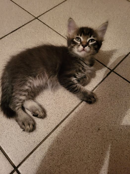 Котята в добрые руки отдам