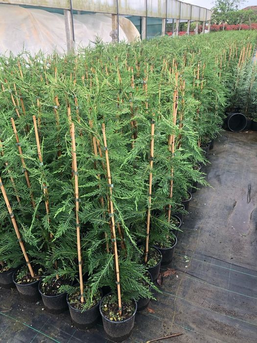 Leylandi 100 cm cresut in ghiveci cu radacina formata