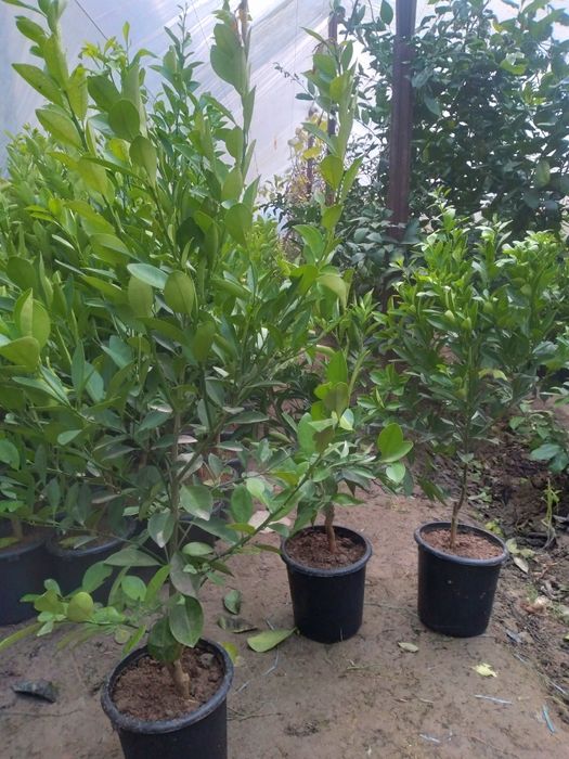 лимон кучатлар Ташкент сорт.