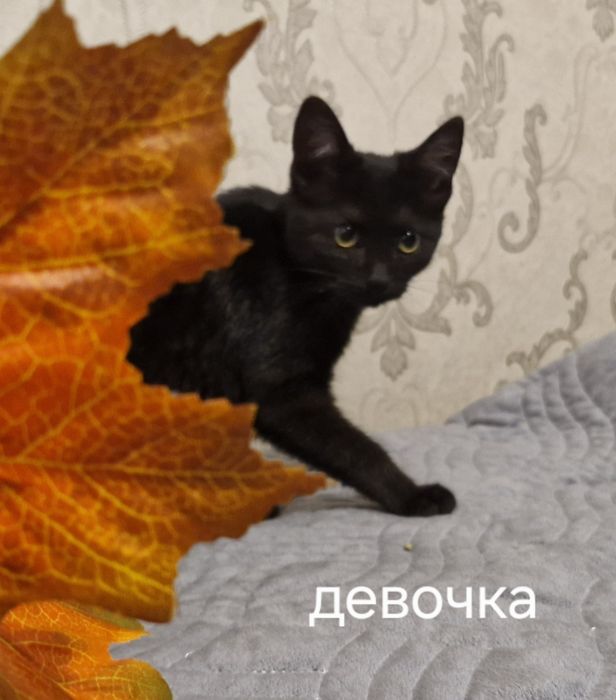 Котёнок мальчик и котёнок девочка.