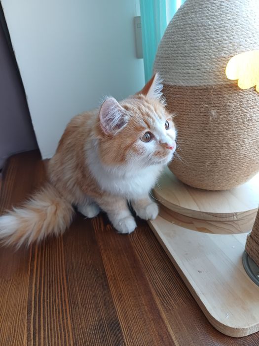 Ласкуша-котенок Лучик Солнышкин ищет самых лучших котородителей