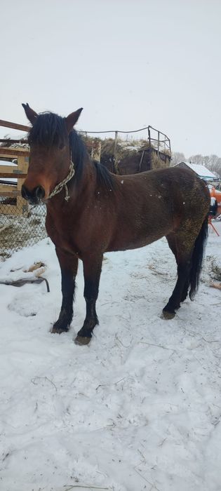 Продам Жеребца қазақии