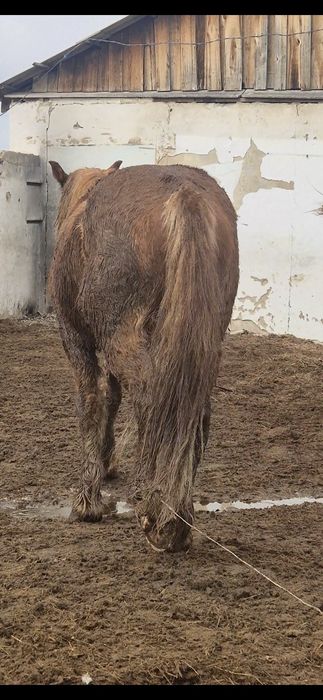 Айгыр Жеребцы ...