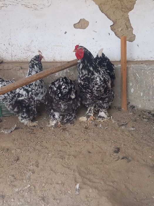 Светлый мрамор курапатка тухумлари сотилади донаси 10000сумдан