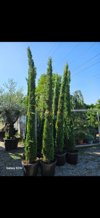Vindem cupressus sempervirens de calitate superioara