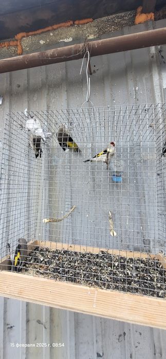 Щеглы птицы продаются