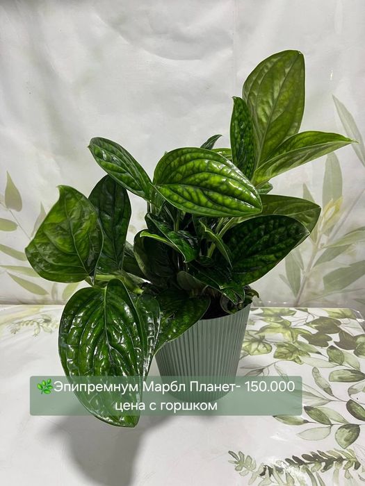 Муррайя, Пеперомия, Пахира и др