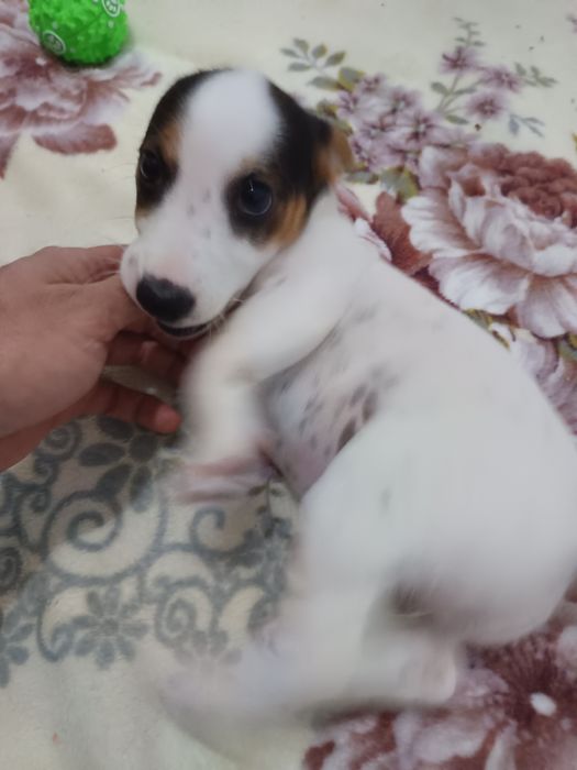 Продавам прекрасен женски Джак Ръсел Териер – на 2 месеца