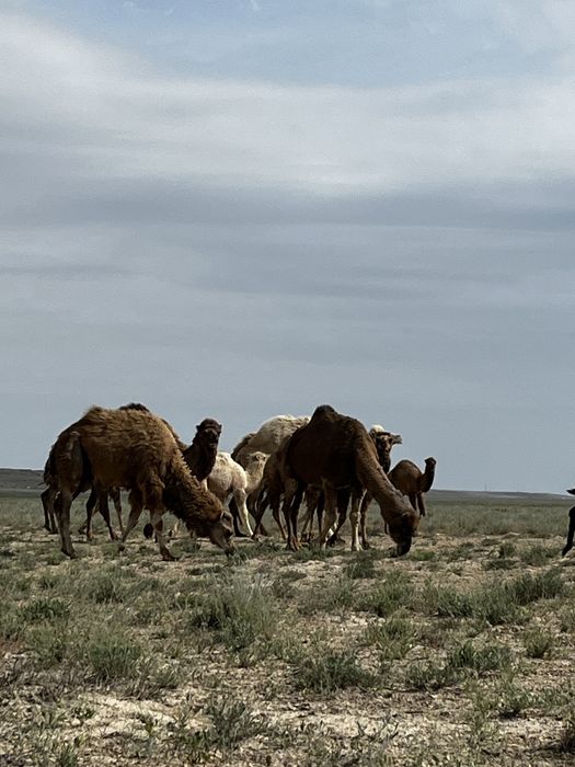 Түйелер сатылады!