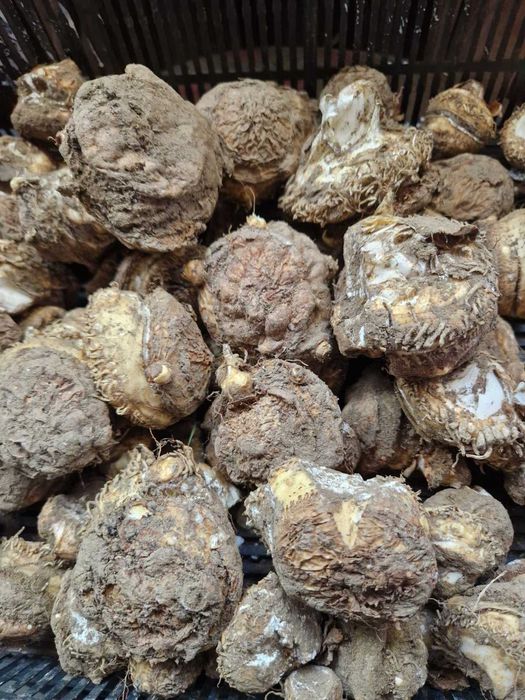 Змийска хурка 1кг/25€