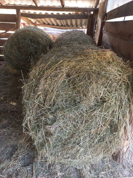 Vând baloți de lucernă.
