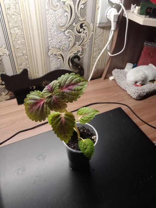 Коллеус - Неприхотливое растение