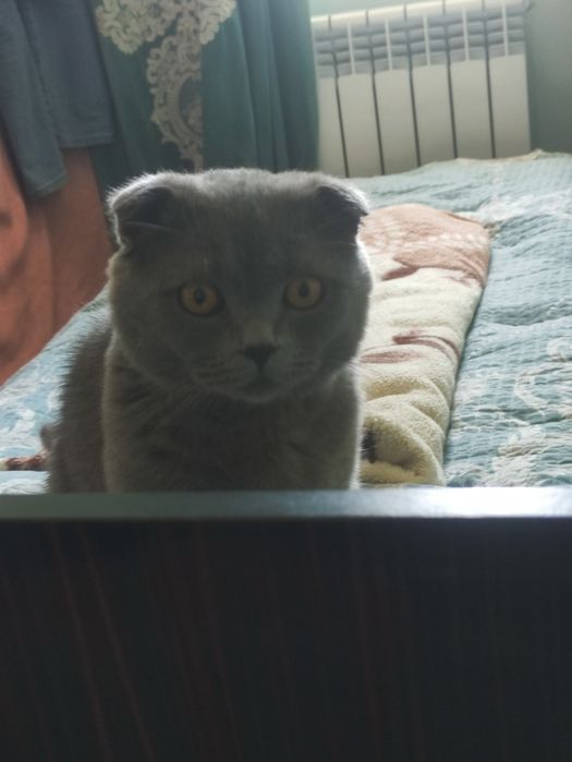 Кот породы скоттиш фолд