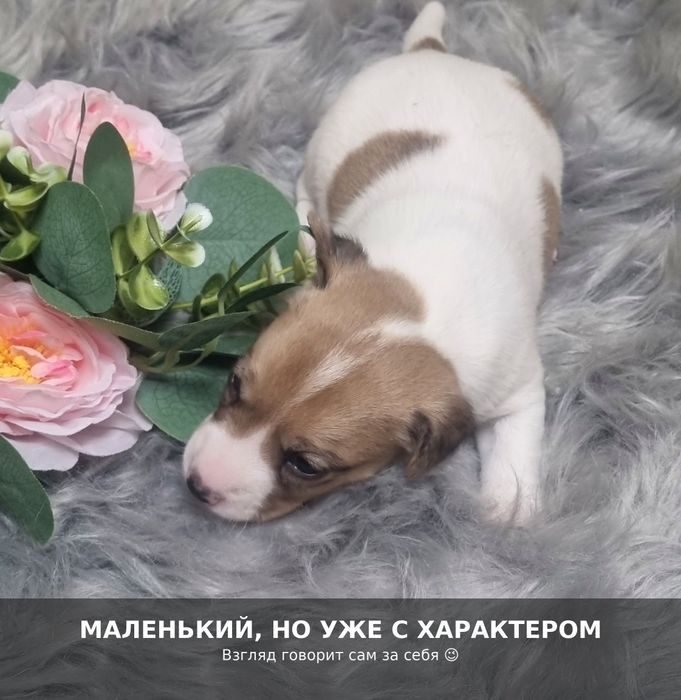 Щенки джек рассел, мальчики