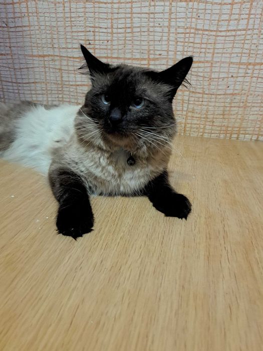 Кот исламский 3 годика