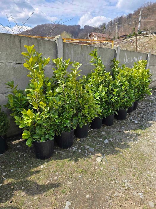 Plante ornametale cele mai bune preturi