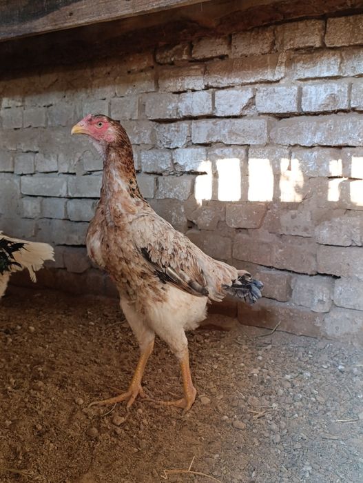 Дакан товула сотилади